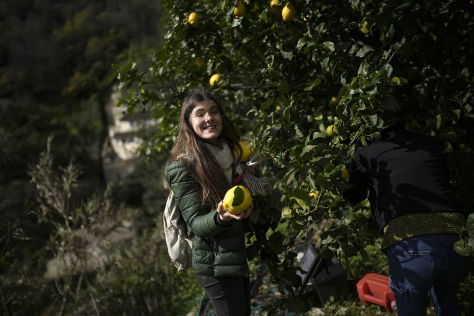 A visitor picks lemons during a guided tour at the Maison du Citron lemon farm in Menton, France, Saturday, March 2, 2024. (AP Photo/Daniel Cole)