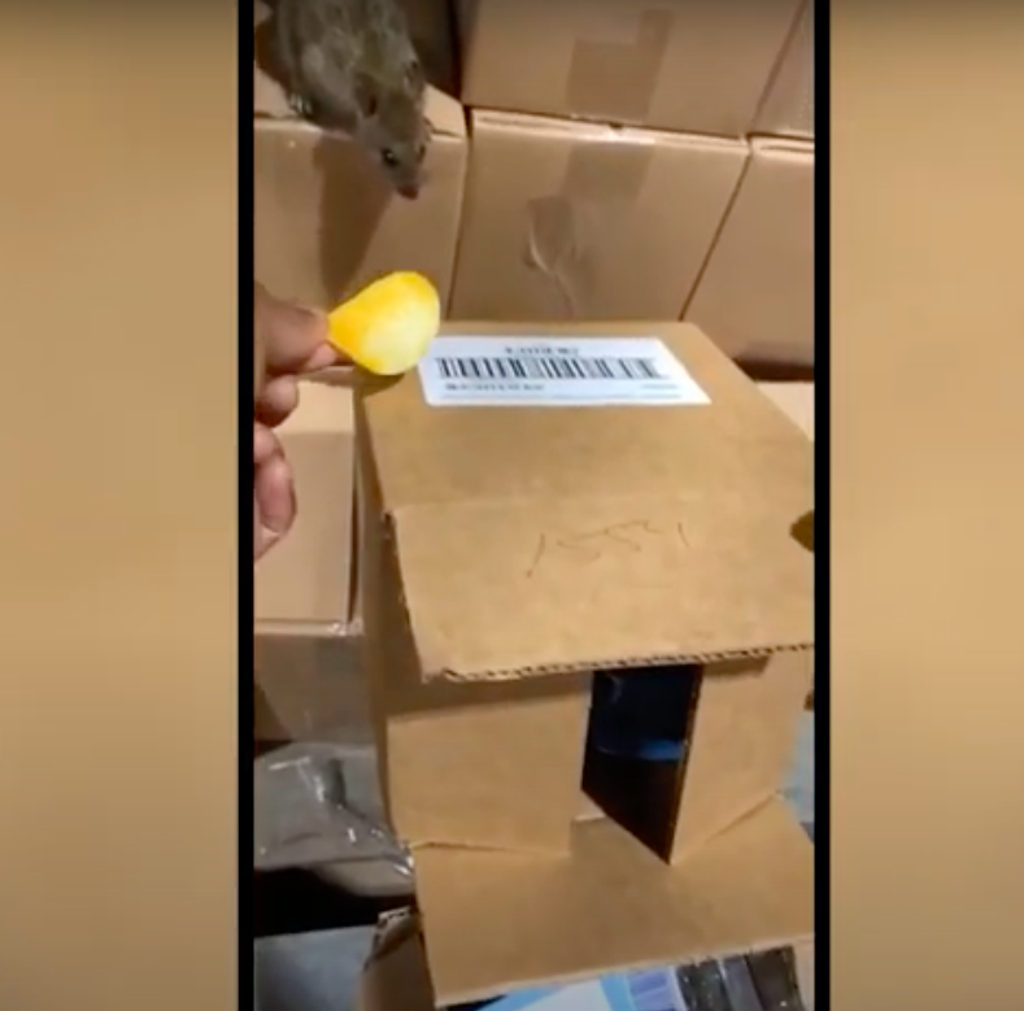 Rats are seen inside a distribution facility at a Family Dollar, a discount retailer, in West Memphis, Arkansas (Arkansas Attorney General Office/screengrab)