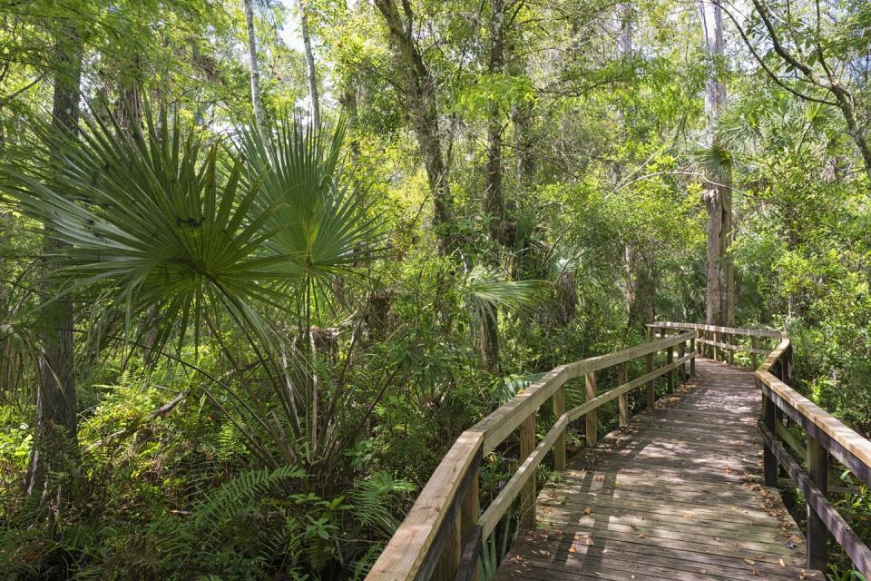 Florida: Fakahatchee Strand Preserve State Park Boardwalk