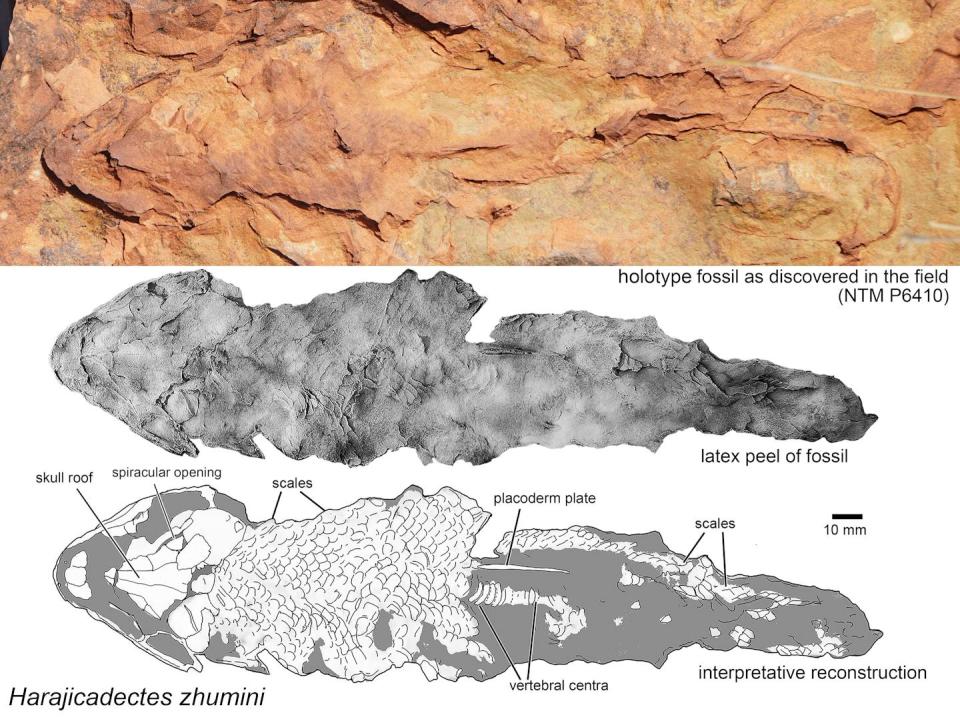 A sandstone image of a fish shape along with two graphics showing it in more detail