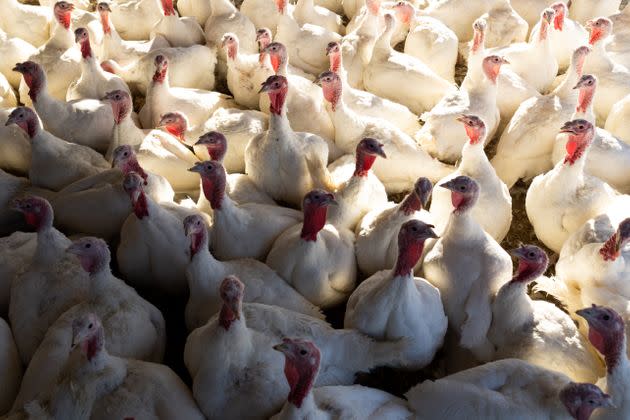 Dindes dans une grange d'une ferme avicole. 