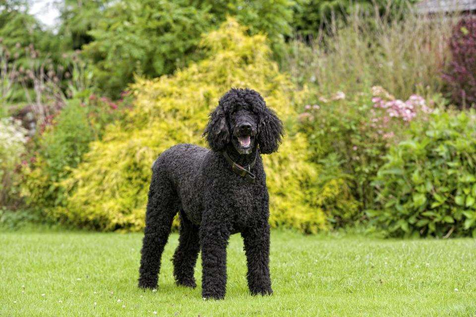 best hypoallergenic dog breeds