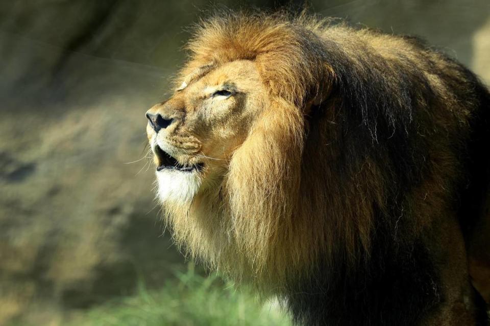 Jabulani, the Fort Worth Zoo’s male lion, roars while in his new habitat on Tuesday, June 20, 2023. Jabulani and two female lions returned to the Fort Worth Zoo for the opening of Asia & Africa on June 22. The lions had been staying at the Abilene Zoo for a little over two years while the expansion took place.