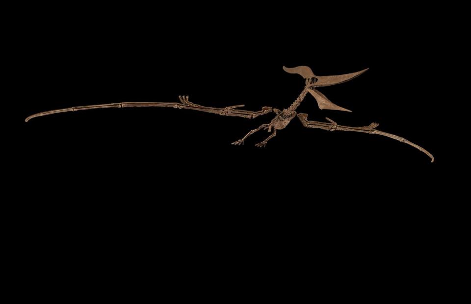 PHOTO: The skeleton of the Pteranodon is shown. (Courtesy of Sotheby's)