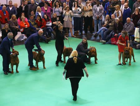 A handler reacts as her Dogue de Bordeaux is placed first during the second day of the Crufts Dog Show in Birmingham, central England, March 6, 2015. REUTERS/Darren Staples