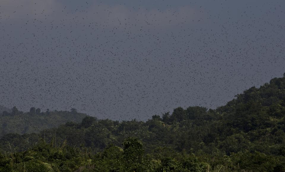 In this Saturday, Nov. 10, 2018, photo, Amur Falcons (Falco amurensis) fly over the Doyang reservoir at Pangti village in Wokha district, in the northeastern Indian state of Nagaland. The 8,000 residents of a remote tribal area in northeastern India are passing through extremely hectic days, playing hosts to millions of the migratory Amur Falcons from Siberia who roost by a massive reservoir before they take off to their final destination—Somalia, Kenya, and South Africa, traversing 22,000 kilometers. (AP Photo/Anupam Nath)