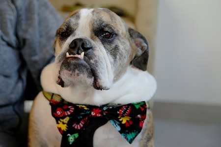 Moose, a six-year-old English Bulldog, waits with his owners to receive trial medical treatment in North Grafton