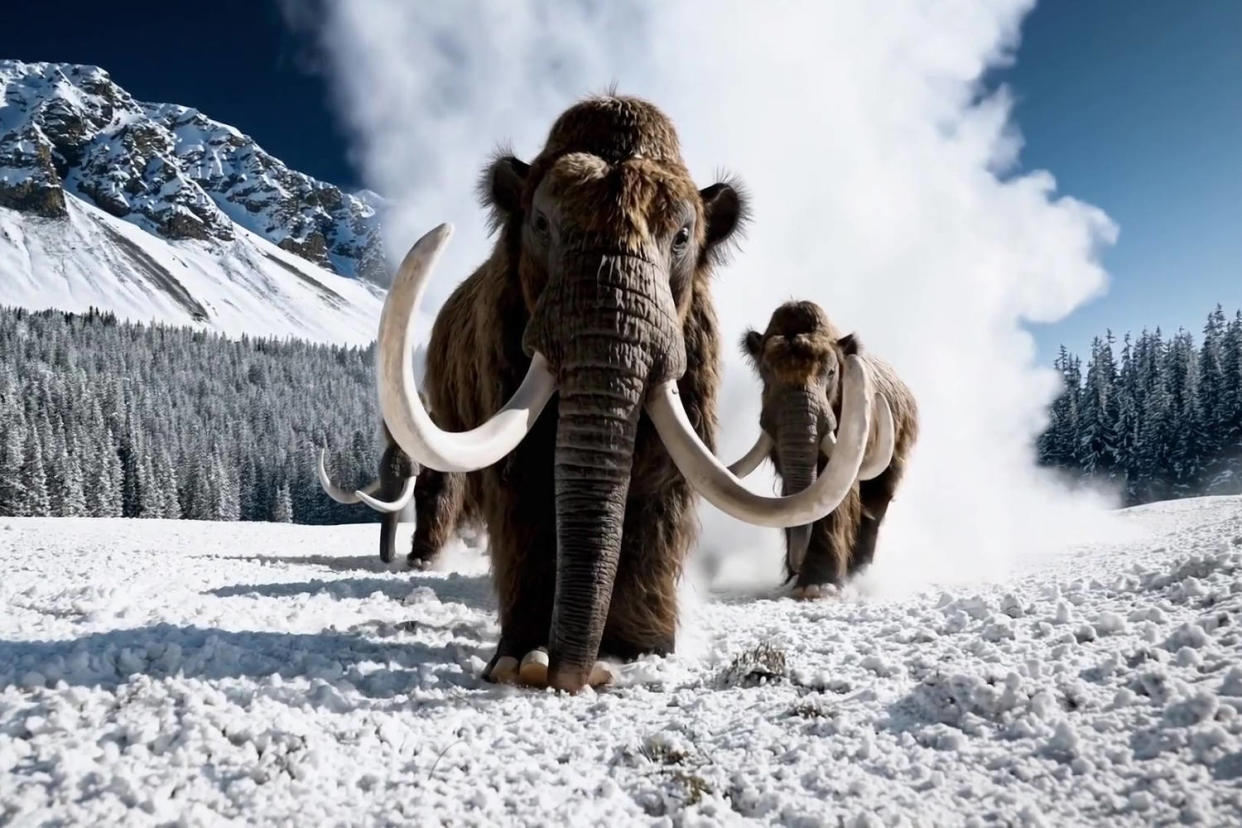 Prompt: Several giant woolly mammoths approach treading through a snowy meadow, their long woolly fur lightly blows in the wind as they walk, snow-covered trees and dramatic snowcapped mountains in the distance, midafternoon light with wispy clouds and a sun high in the distance creates a warm glow, the low camera view is stunning, capturing the large furry mammal with beautiful photography, depth of field. (OpenAI)