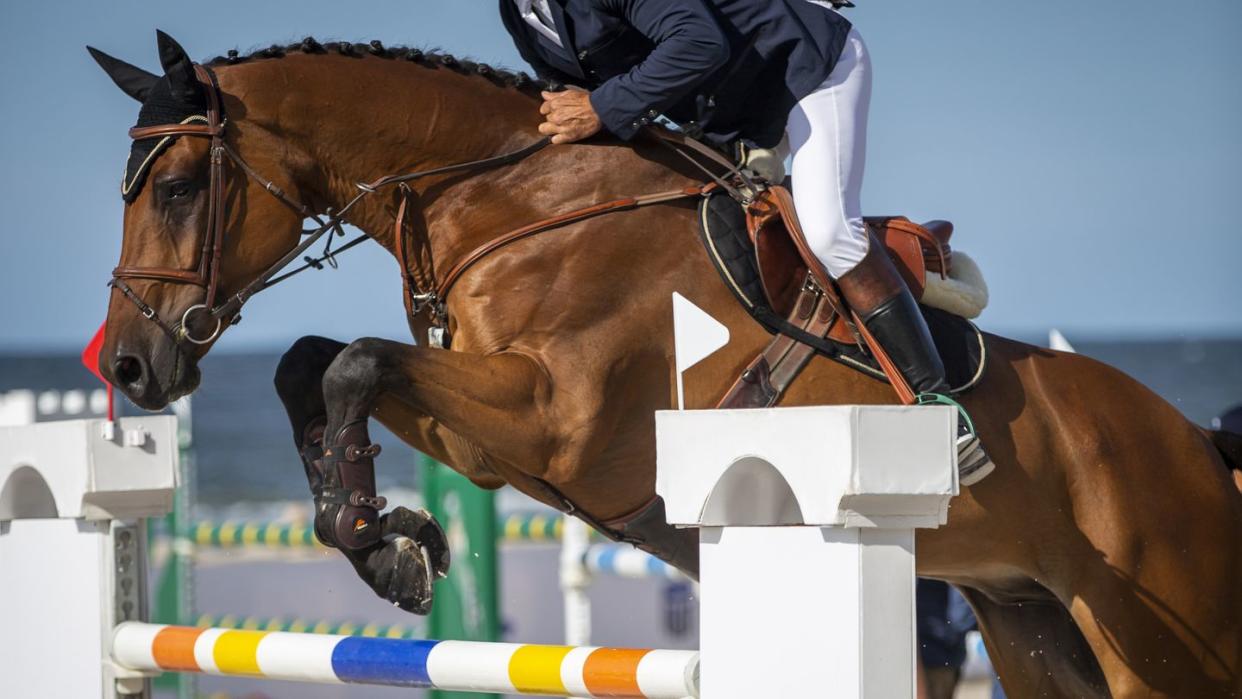 horse jumping, equestrian sports, show jumping themed photo