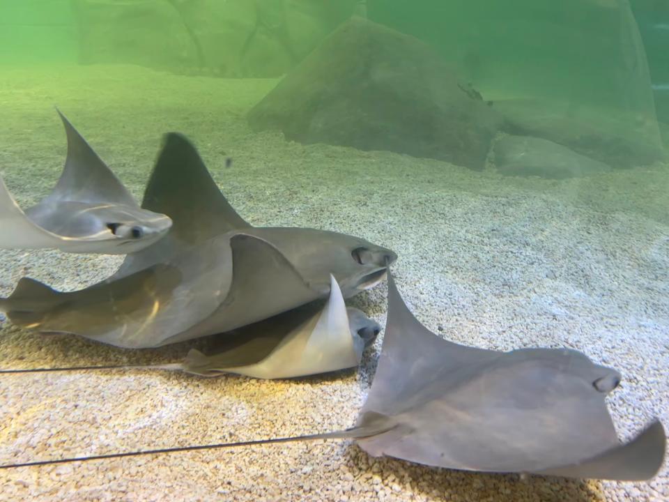 Blue Zoo West Des Moines is home to cownose stingrays, diamond stingrays and southern stingrays.
