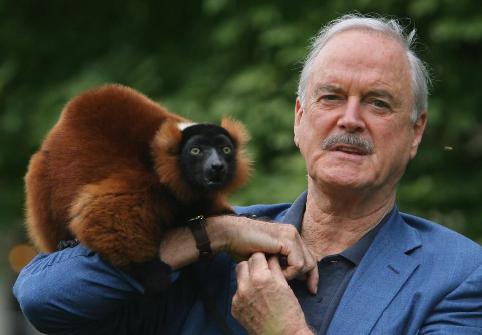 John Cleese war laut eigener Aussage gerührt: 2005 wurde eine Lemuren-Art nach dem Monty-Python-Star benannt ("Avahi cleesei"). Die Ehre wurde Cleese zuteil, weil er sich für die Erhaltung der Art einsetzt. Manch andere Begründung, mit der neu entdeckte Arten nach Prominenten benannt wurde, liest sich da ungleich kurioser ... (Bild: Matt Cardy/Getty Images)