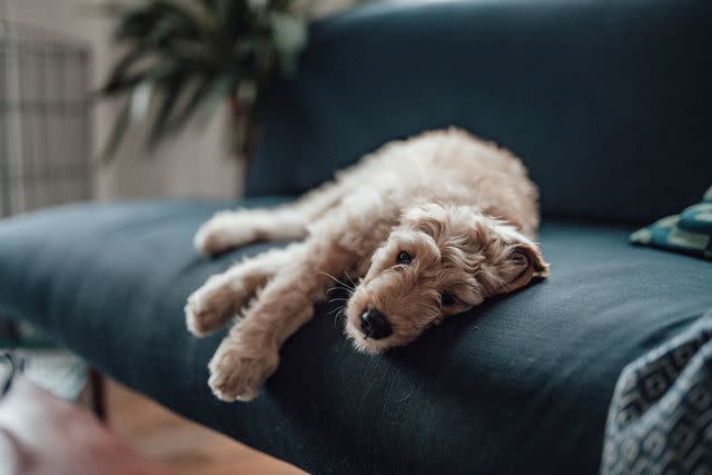 <p>Getty</p> Sad dog.