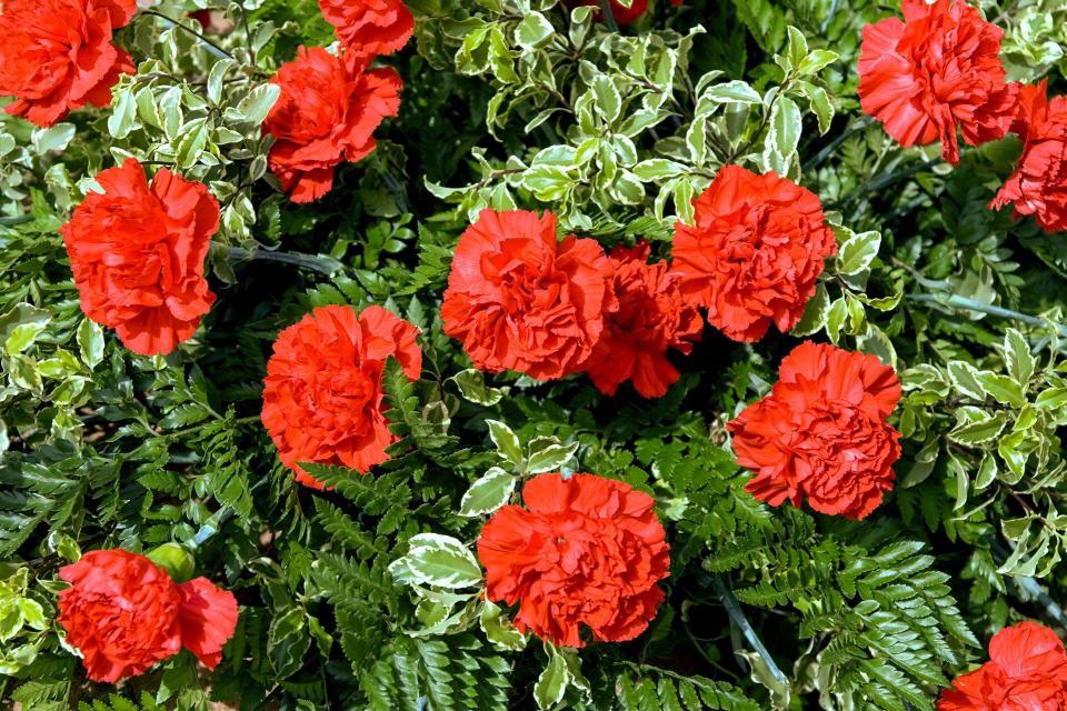 Scarlet carnation Ohio State Flower