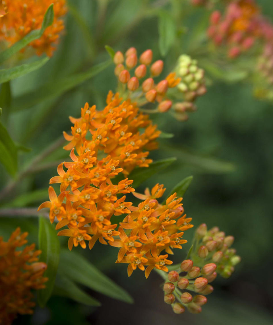 Butterfly Weed