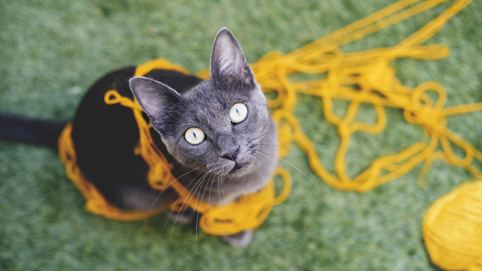 A Russian blue cat is staring with big green eyes