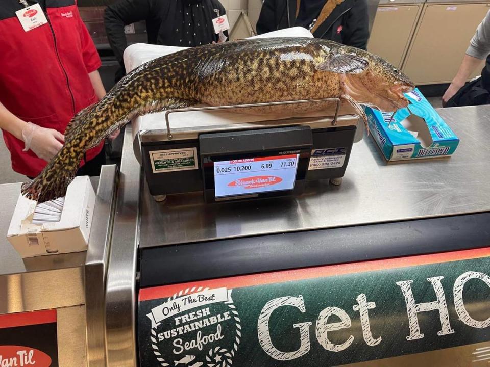 The larger burbot being weighed on a scale.