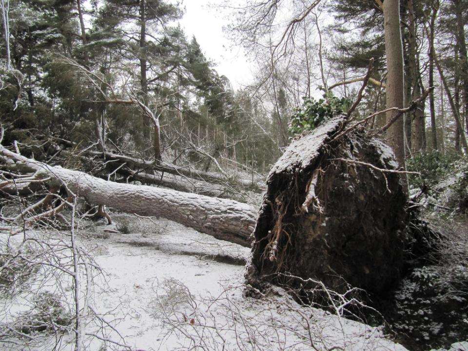 Tree brought down at Cragside Northumberland, (National Trust/PA)