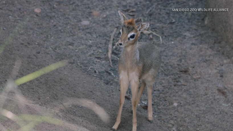 Baby Dik-dik -- named Abeba -- born at San Diego Zoo (Photo: San Diego Zoo Wildlife Alliance)