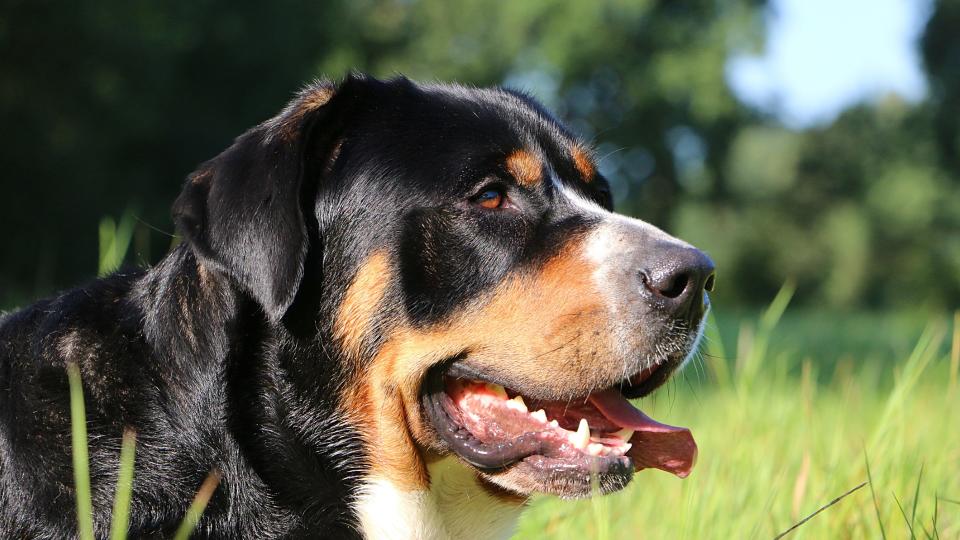 close up of a greater Swiss mountain dog outside