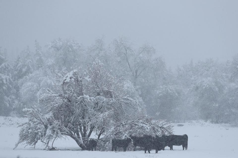 The cows stand under a tree weighed down by snow in a field near Knighton Road near Interstate 5 as snow continued to fall on Friday morning, Feb. 24, 2023.