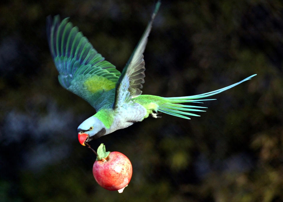 Despite the China concerns, Munster is still bullish on Apple. (Photo: Reuters)