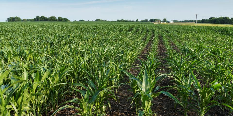 Corn field.