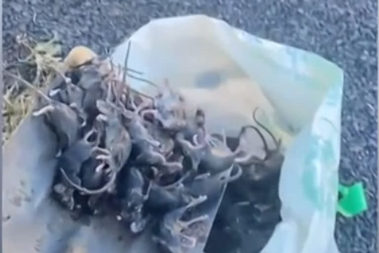 Plaga de ratones en Australia