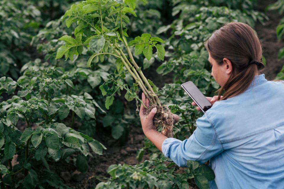 A woman holds up her cell phone to photograph the roots of a plant.