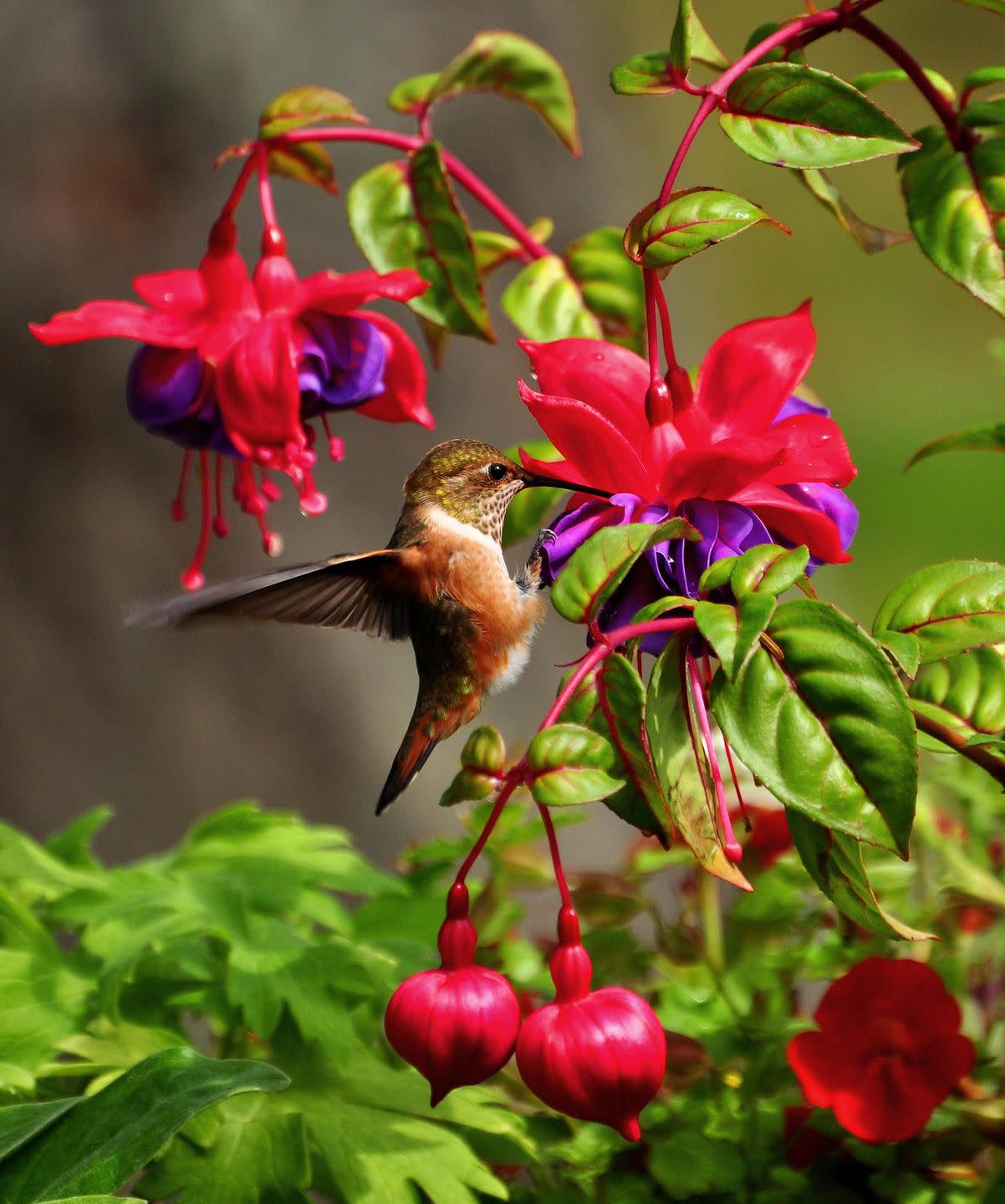 flowers that attract hummingbirds like fuschia