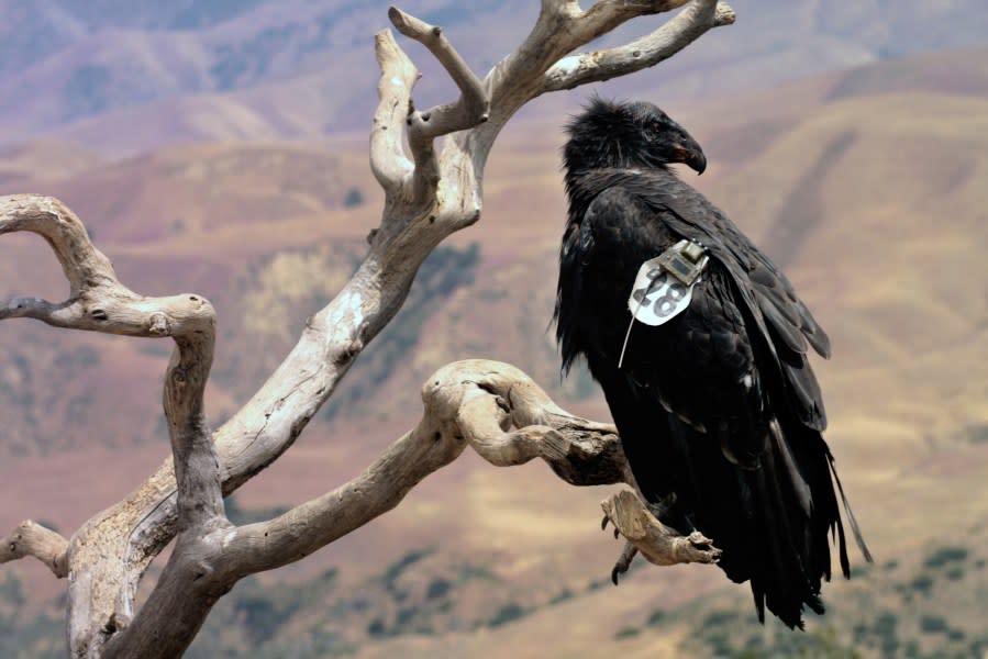 This undated photo provided by the U.S. Fish and Wildlife Service shows a juvenile California condor, identified as No. 428, wearing a GPS transmitter while perched at the Bitter Creek National Wildlife Refuge near Maricopa, Calif. Condor No. 428 died during surgery while being treated for lead poisoning in 2013. The FWS says that in 2015, for the first time in decades, more condors hatched and fledged in the wild than adult wild condors died.(Angela Woodside/U.S. Fish and Wildlife Service via AP)