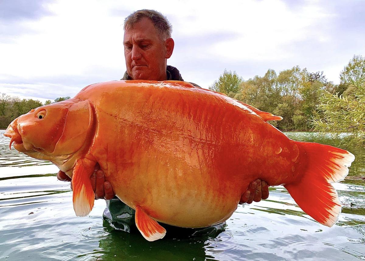 Fisherman catches massive 67-pound goldfish-like carp - Yahoo Sports