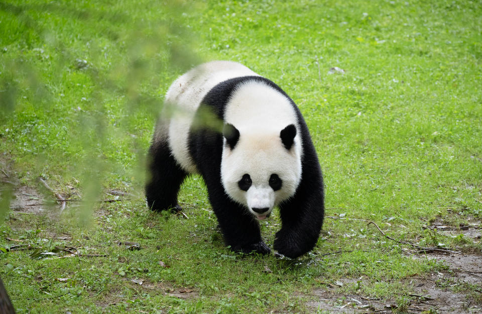 Tian Tian enjoys the morning rain at the National Zoo in Washington, D.C.