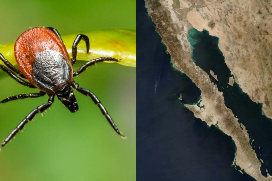 Alertan por fallecimiento a causa de Rickettsia en Baja California Sur