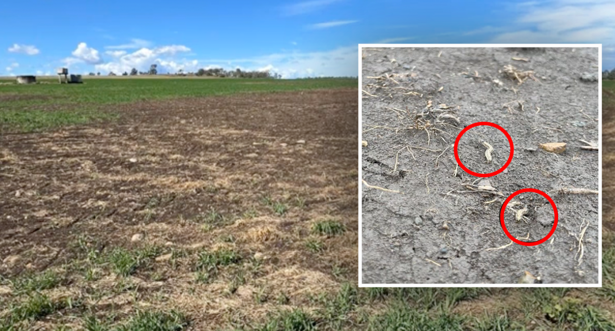 Two fall armyworms are seen in destroyed crops in Queensland. 