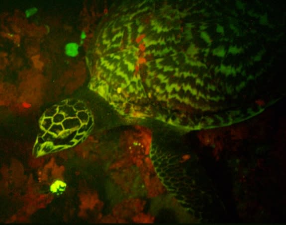 Divers spotted a biofluorescent turtle swimming near the Solomon Islands in the South Pacific.