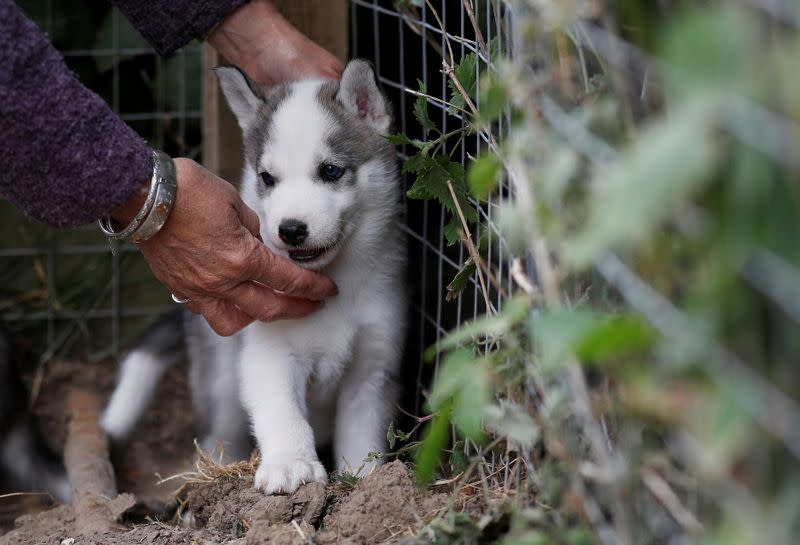 Siberian Husky breeder, Christine Biddlecombe reaches for one of her five-week-old puppies at her home, in Tonbridge