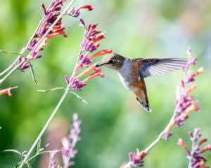 Hummingbird drinking nectar from a flower