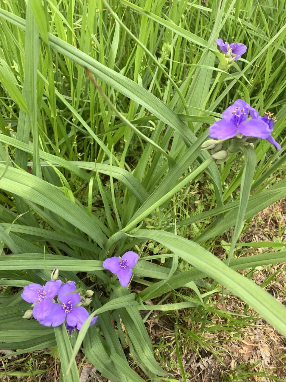 Spiderwort blooms range in color from pink to purple to blue.