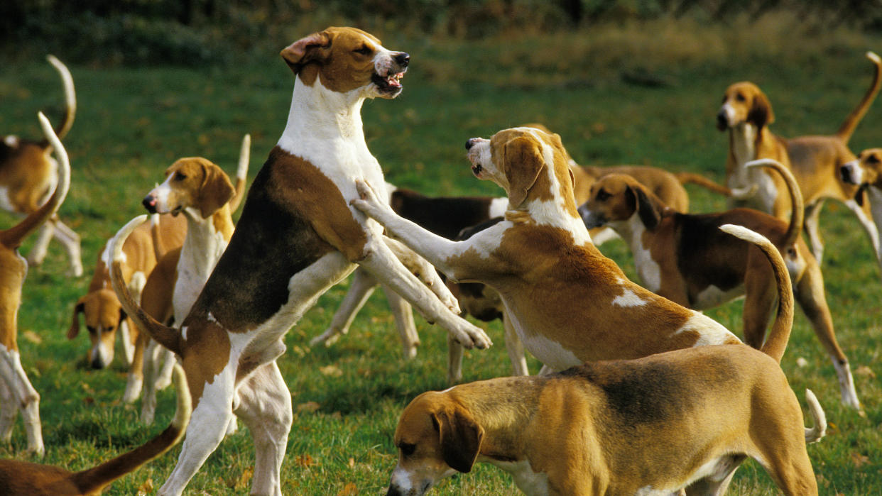 Foxhounds playing