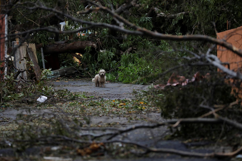 A dog next to fallen trees and damaged houses after the hurricane had passed.