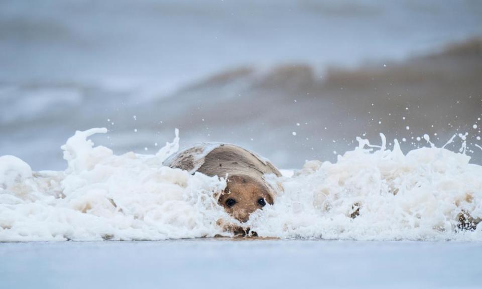 <span>Photograph: DP Wildlife Vertebrates/Alamy</span>