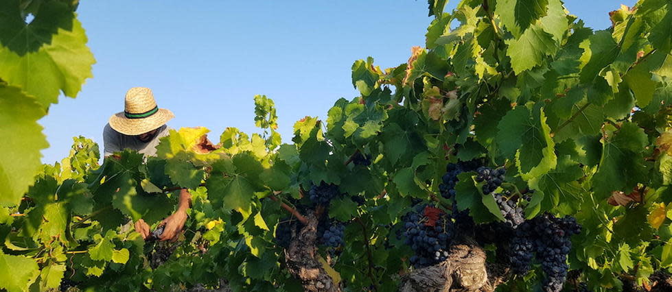 Vendanges dans le vignoble des côtes-du-rhône-villages-gadagne.
