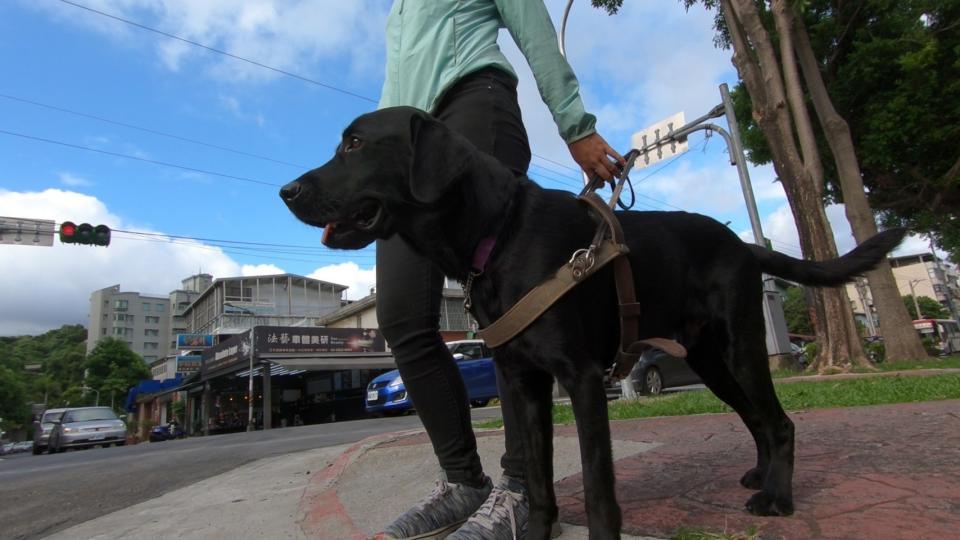 
        訓練完成的導盲犬，奉獻自己大半生，成為視障者的眼。圖／台灣導盲犬協會提供
    