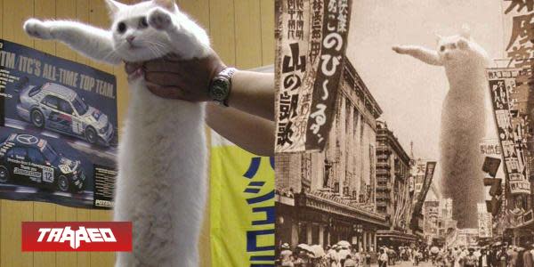 Press F: Falleció "longcat"  el gato más famoso de los memes 