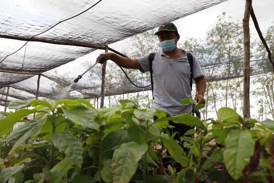 A man sprays seedlings as part of the Planting Life, a jobs and reforestation program promoted by Mexican President Andres Manuel Lopez Obrador, in Kopoma, Yucatan state, Mexico, Thursday, April 22, 2021. President Lopez Obrador is making a strong push for his oft-questioned tree-planting program, trying to get the United States to help fund expansion of the program into Central America as a way to stem migration. (AP Photo/Martin Zetina)