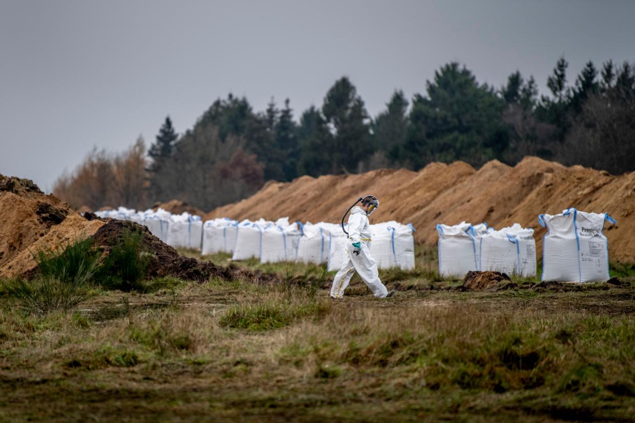 Danish health authorities assisted by members of the Danish Armed Forces dispose of dead mink in a military area near Holstebro, Denmark  (Ritzau Scanpix/AFP via Getty Ima)