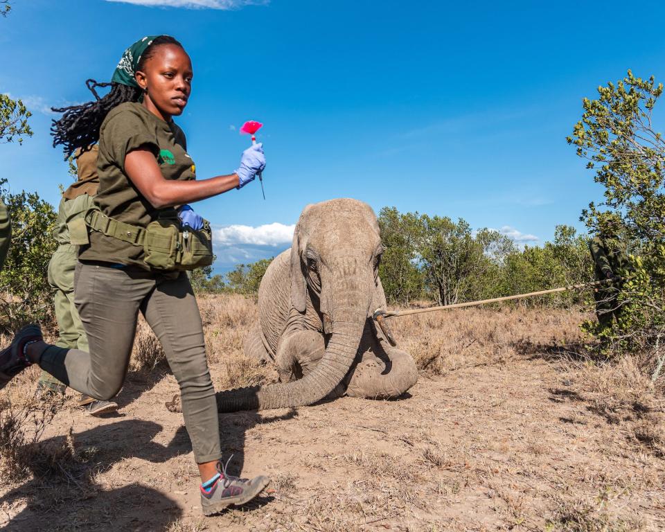 woman running with dart in front of elephant on its knees on the ground