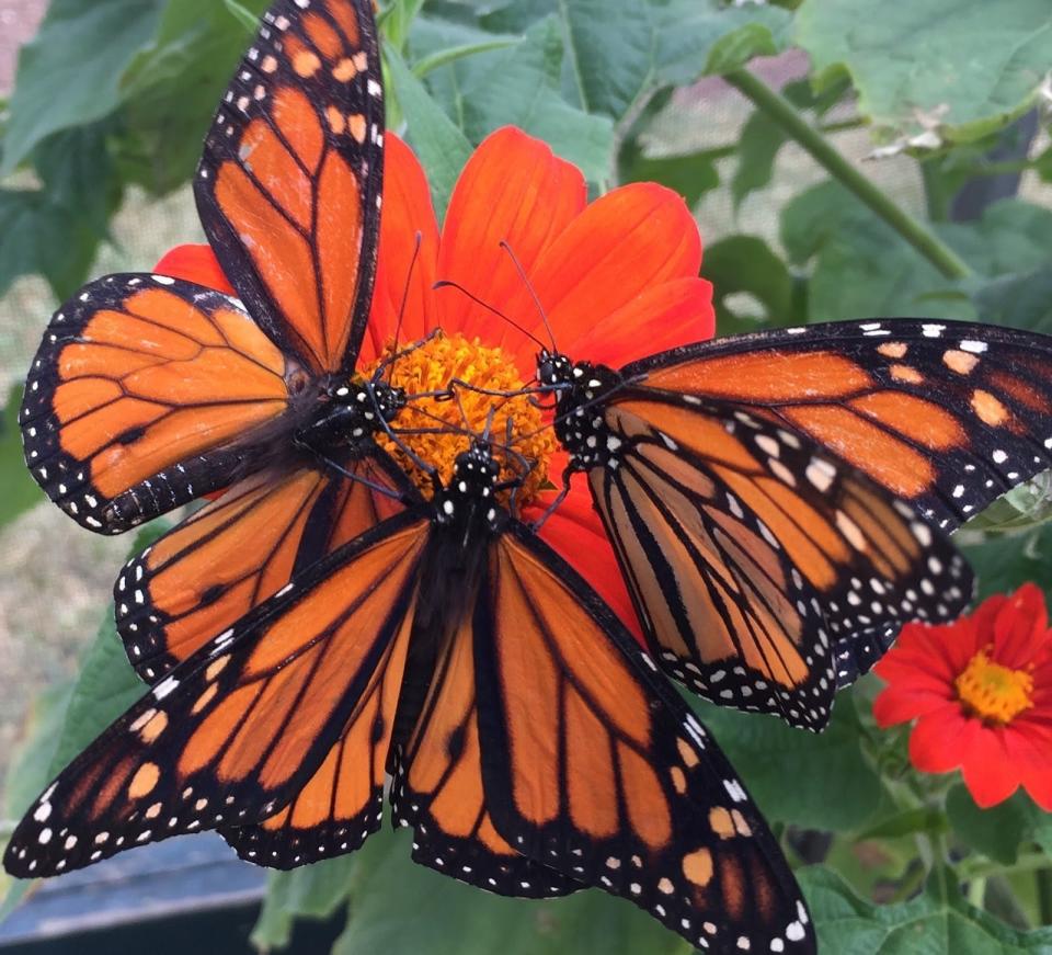 Alice Linhart took this picture of three Monarchs drinking from a Mexican sunflower.