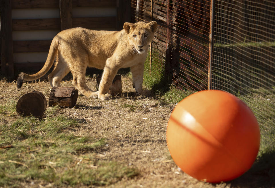 In this photo supplied by Humane Society International (HSI), Freya, a lion cub rescued from the wildfire trade in Lebanon, takes her first steps out of her container at the Drakenstein Lion Park sanctuary in Paarl, South Africa, Thursday, June 27, 2024. (Sam Reinders for Humane Society International via AP)