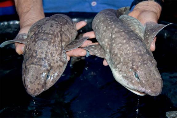 These swell sharks can make like giants by inflating their bellies with water. View more images on LiveScience.com. (Photo credit: Stephanie Stone, California Academy of Sciences)